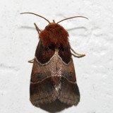 11128 - Arcigera Flower Moth - Schinia arcigera