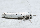 2423.1  Spindle Ermine Moth  Yponomeuta cagnagella