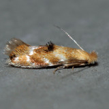 0559  Bucculatrix coronatella