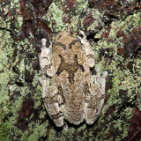 Gray Tree Frog - Hyla versicolor