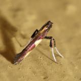 0643 - Caloptilia vacciniella