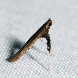0630  Sumac Leafblotch Miner Moth  Caloptilia rhoifoliella