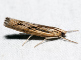 5413  Sod Webworm Moth  Pediasia trisecta