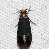 0434.1  Pelecystola nearctica