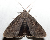  8784  Obscure Underwing  Catocala obscura