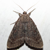  8784  Obscure Underwing  Catocala obscura