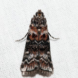 5852  Zimmerman Pine Moth  Dioryctria zimmermani