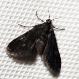 4754 – Elophila tinealis
