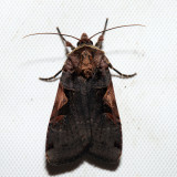 10942 - Setaceous Hebrew Character - Xestia c-nigrum