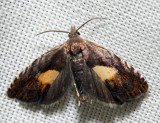 3406 – Dichrorampha bittana