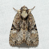 9404 - Black-banded Brocade - Oligia modica