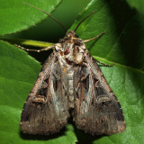 10676 – Master's Dart – Feltia herilis
