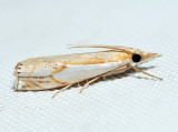 5362.1 – White-clubbed Grass-veneer – Crambus alboclavellus
