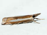 5355  Common Grass-veneer  Crambus praefectellus