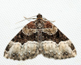 7399 – Sharp-angled Carpet – Euphyia intermediata