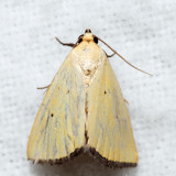 9044 - Black-bordered Lemon Moth - Marimatha nigrofimbria
