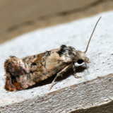 3776 – Hoffman's Cochlid – Cochylis hoffmanana