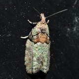 3286 – Raspberry Leaf-roller – Epinotia medioviridana