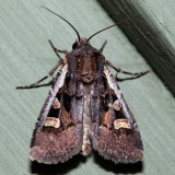 10817  Obelisk Dart  Euxoa obeliscoides