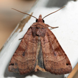 10944 – Smith's Dart – Xestia smithii