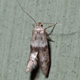 1162  Acorn Moth  Blastobasis glandulella