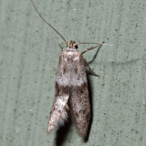 1162 – Acorn Moth – Blastobasis glandulella