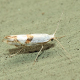 2467 - Cherry Shoot Borer - Argyresthia oreasella