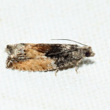 3306 – Poplar Branchlet Borer – Epinotia nisella