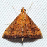 5051 - Variable Reddish Pyrausta - Pyrausta rubricalis