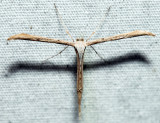 6234  Morning-glory Plume Moth  Emmelina monodactyla