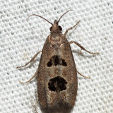 2936 - Aster-head Eucosma - Eucosma tomonana