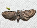 7586.1 - Wormwood Pug - Eupithecia absinthiata (f)