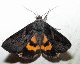 8775 - Sweetfern Underwing - Catocala antinympha