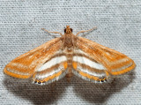 4763  Floating-heart Waterlilly Moth  Parapoynx seminealis