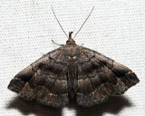 8364 - Black-banded Owlet - Phalaenostola larentioides