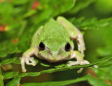 Gray Tree Frog - Hyla versicolor
