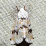 11177  Goldenrod Flower Moth  Schinia nundina