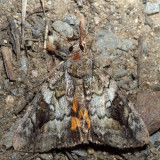 8876  Little Nymph Underwing  Catocala micronympha