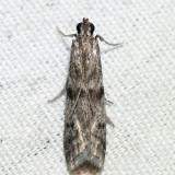 5968 - Gooseberry Fruitworm Moth - Zophodia grossulariella