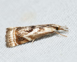 5420 - Elegant Grass-veneer - Microcrambus elegans