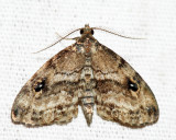 8412 - Gold-lined Melanomma - Melanomma auricinctaria