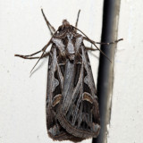 10670  Dingy Cutworm  Feltia jaculifera