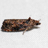 2738  Verbena Bud Moth  Endothenia hebesana