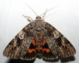 8801  Ilia Underwing  Catocala ilia