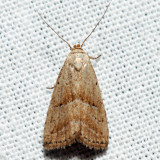 8422 - Hypenodes palustris