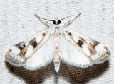 4759  Polymorphic Pondweed Moth  Parapoynx maculalis