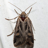 10675  Confused Dart Moth  Feltia tricosa