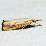 5399  Lesser Vagabond Sod Webworm  Agriphila ruricolellus