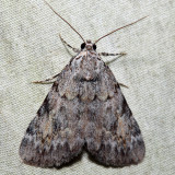 8878 – Girlfriend Underwing – Catocala amica