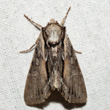 9578 - Common Hyppa - Hyppa xylinoides